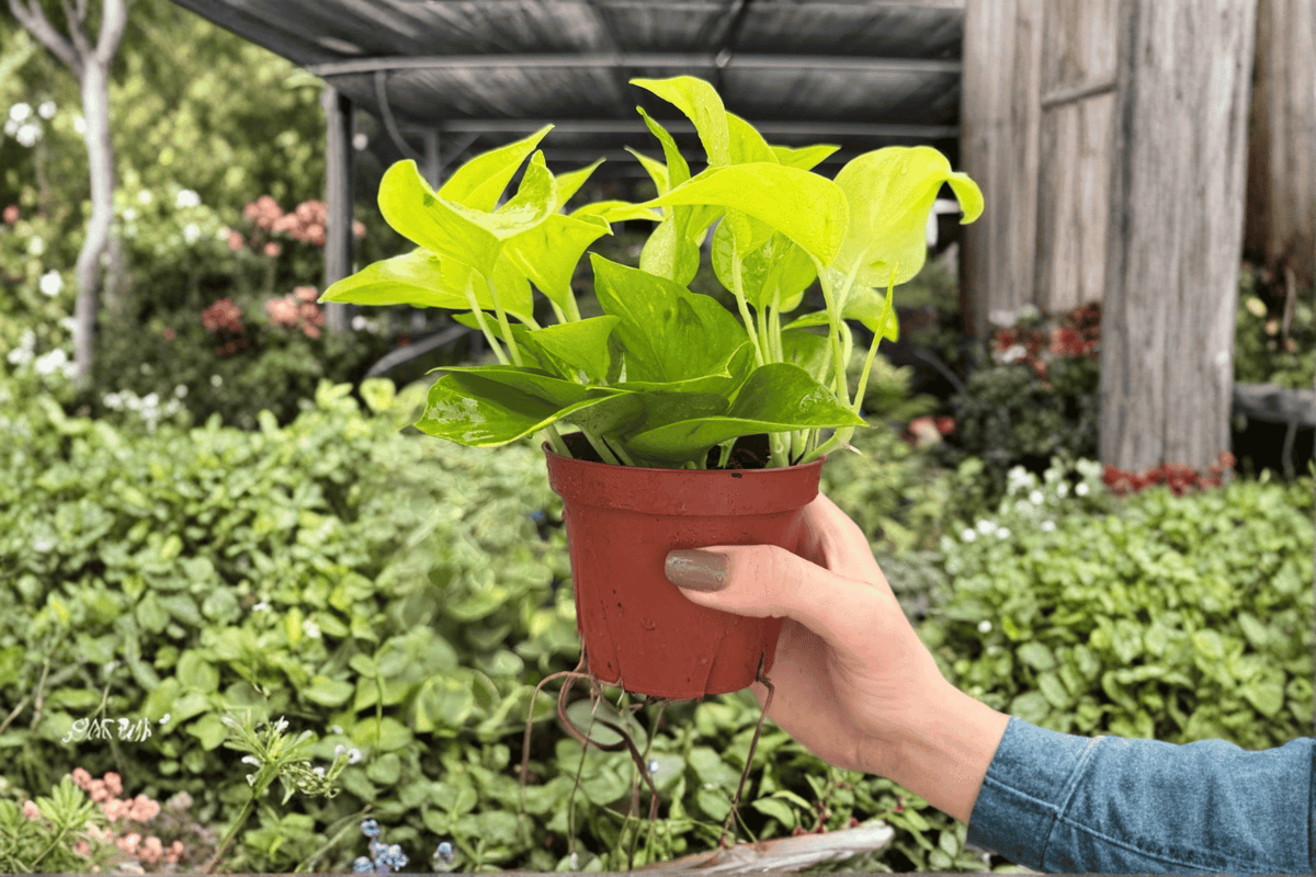 Pothos Champs Élysées - 2 Bare Root Live Plants in 4-Inch Pots (Exact Plants Pictured)