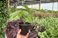 Alocasia Corazon (2 Plants) in 4-Inch Pots | Live Tropical Foliage