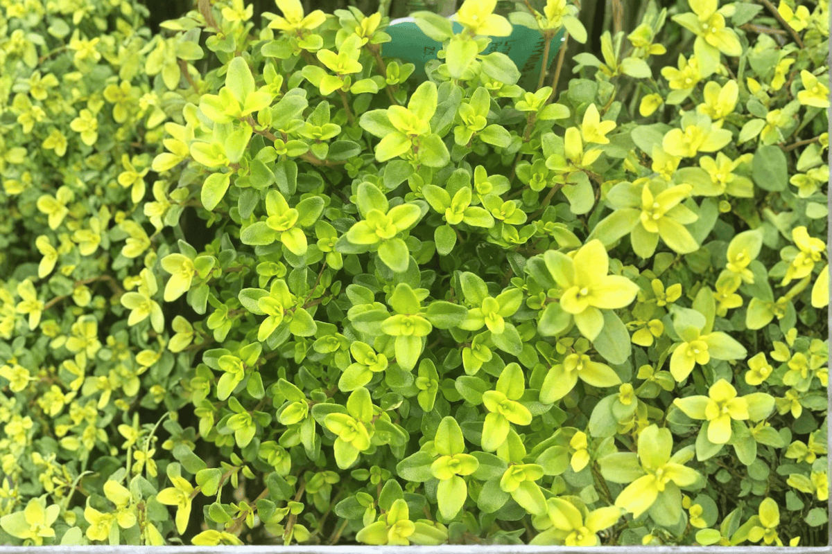 Lime Thyme Live Plant - 4-Inch Pot | Thymus × citriodorus 'Lime' - Starter Plant