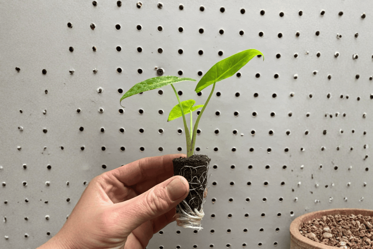 Alocasia Lutea Starter Plants (2) | Alocasia macrorrhizos 'Lutea' 2-Inch Bare Root with Soil Pods