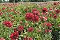 Ballerina Red Sea Thrift (Armeria pseudarmeria) 4-Inch Live Plant