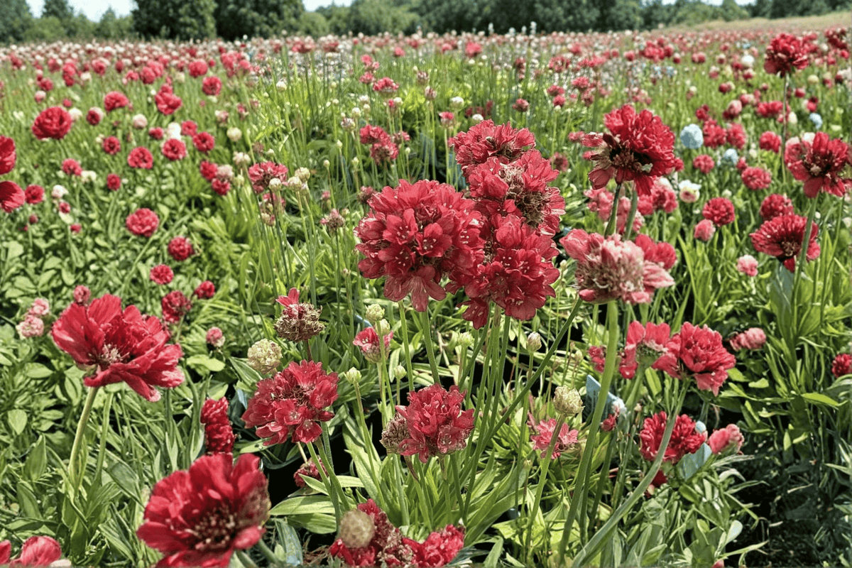 Ballerina Red Sea Thrift (Armeria pseudarmeria) 4-Inch Live Plant