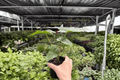 Alocasia Corazon 2 Live Plants in 4-Inch Pots - Exact Pictured Specimens