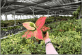 Aglaonema Geely Red - 2 Live Plants in 4-Inch Pots (Exact Plants)