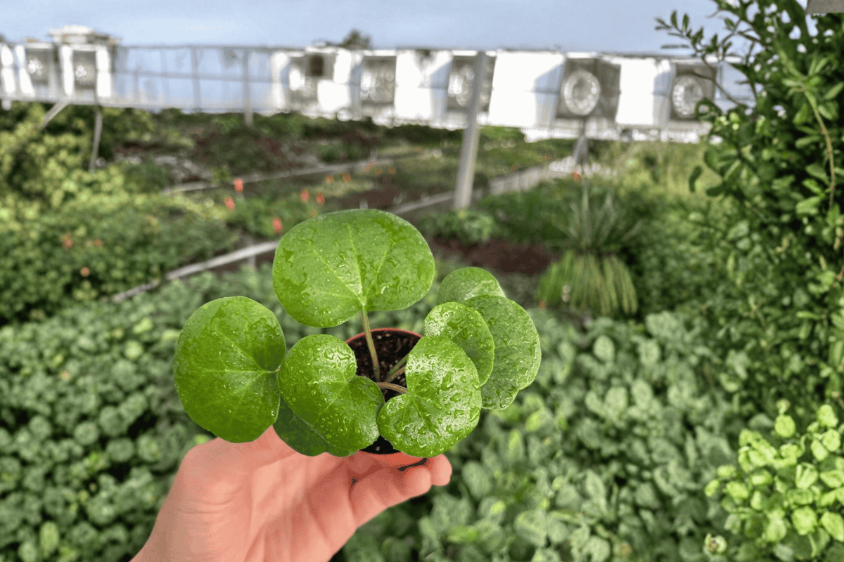 Farfugium japonicum Gigantea Variegated Starter Plants - 2 Live Bare-Root Variegated Giant Leopard Plant