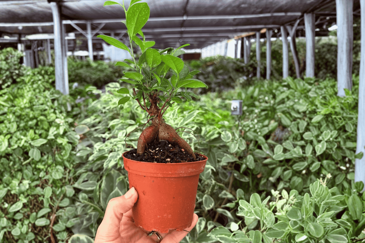 Ficus Ginseng 2 Live Plants, 4-Inch Pots | Ficus microcarpa