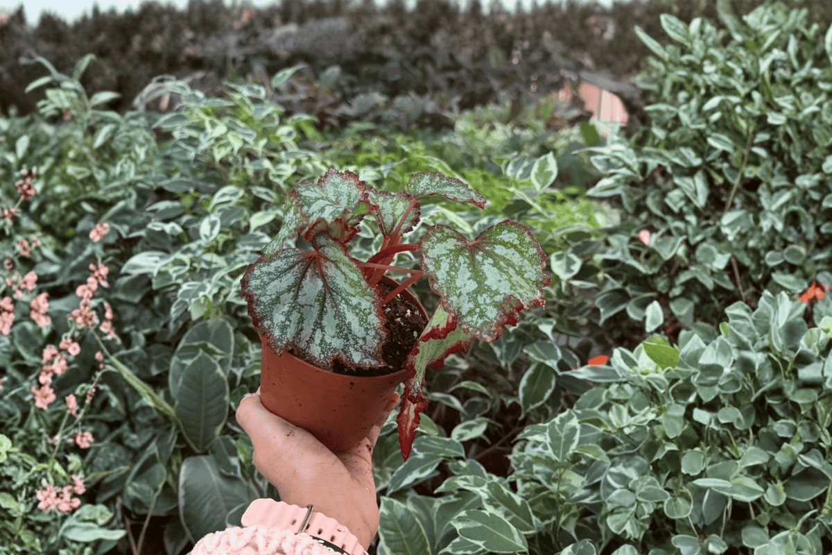 Harmony's Reign of Fire Begonia - 2 Exact 4-Inch Pot Live Plants