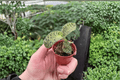 Macodes petola Jewel Orchid Starter Plants - 2-Pack in 2-Inch Pots