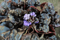 Black Scallop Carpet Bugle Ajuga reptans 'Black Scallop' - 4-Inch Live Plant