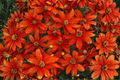 Crazy Cayenne Tickseed Coreopsis verticillata | 1 Live Plant in 4-Inch Pot