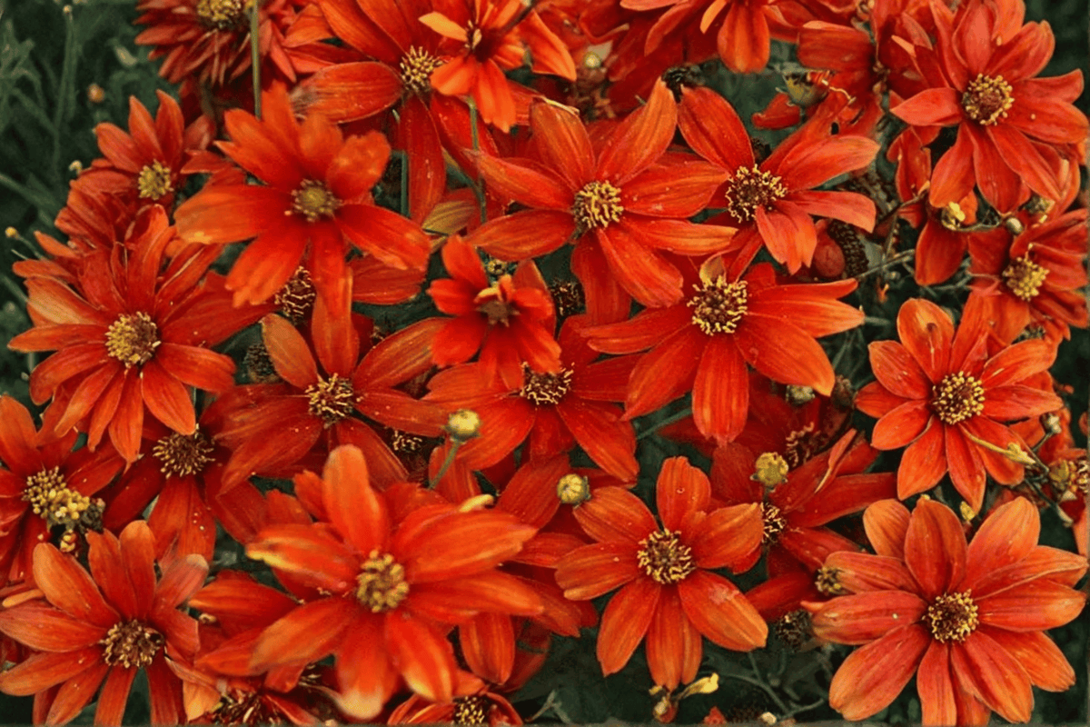 Crazy Cayenne Tickseed Coreopsis verticillata | 1 Live Plant in 4-Inch Pot