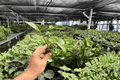 Philodendron Goeldii (Thaumatophyllum spruceanum) Starter Plants – 2 Live Plugs