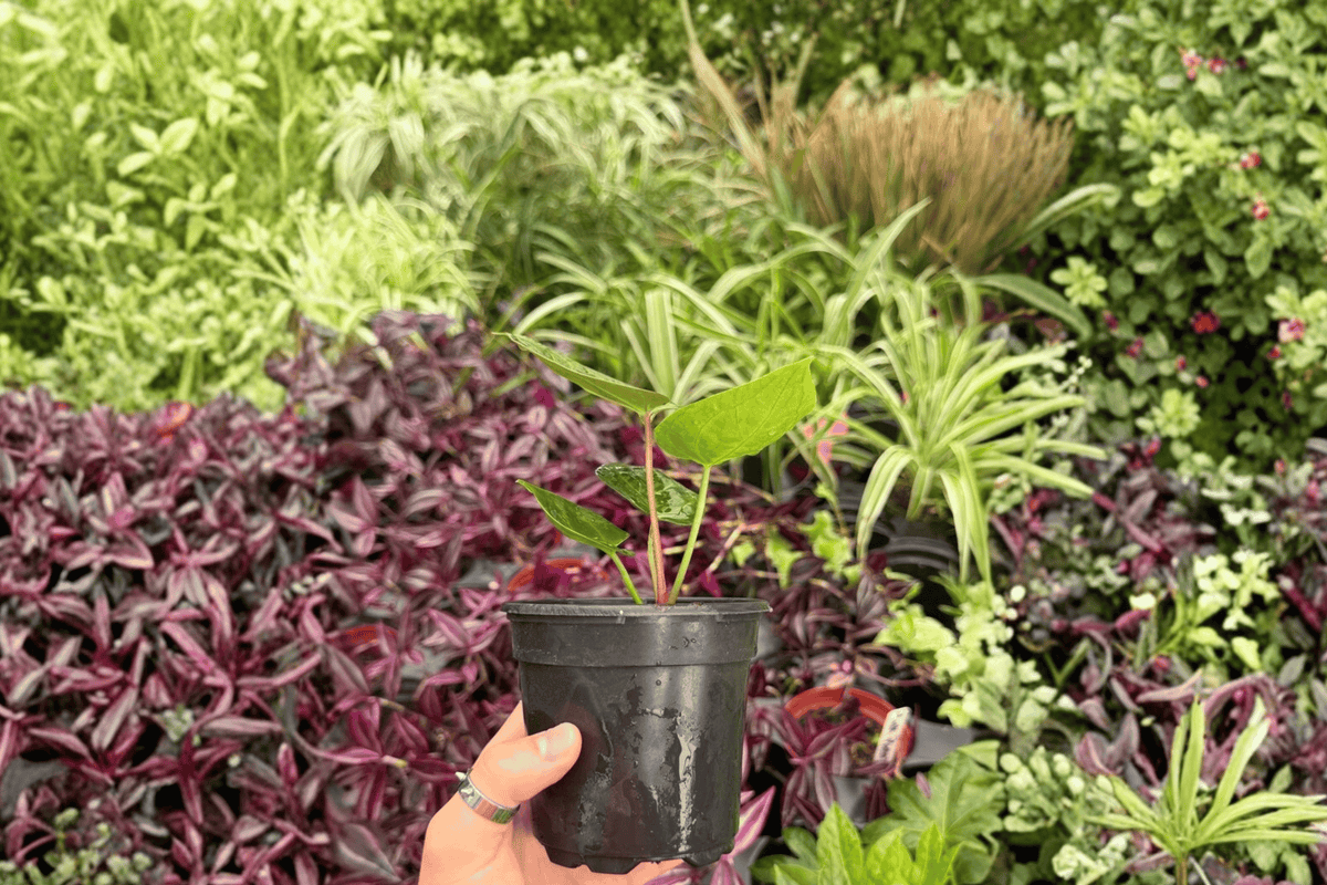 Anthurium Dressleri × Papillilaminum Red Sinus Hybrid (2 Live Plants) - Exact Specimens in 4" Pot—Shipping Confirmations