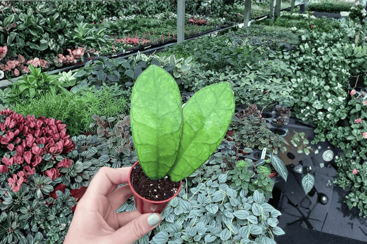 Hoya callistophylla - 2 Live Starter Plants (Bare Root, 2-Inch)
