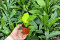 Philodendron Moonlight Starter Plants (2) – Bare Root, 2-Inch Size