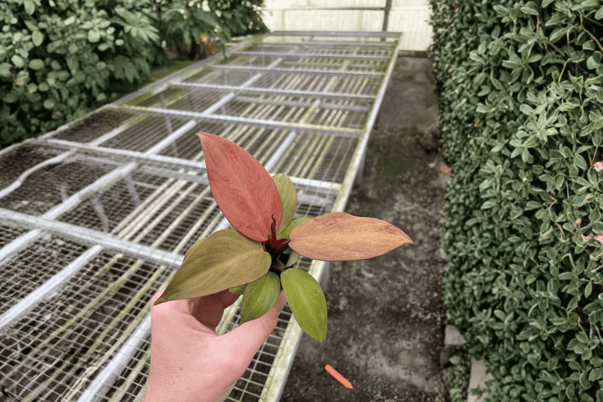Philodendron McColley’s Finale Starter Plants (2) | 2-Inch Pots, Shipped in Soil Pods
