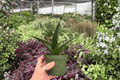 Aloe Black Gem - 2 Live 4-Inch Pots (Exact Plants) – Succulent