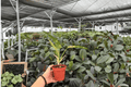 Philodendron Ring of Fire - 2 Live 4-Inch Pots (Ring of Fire)