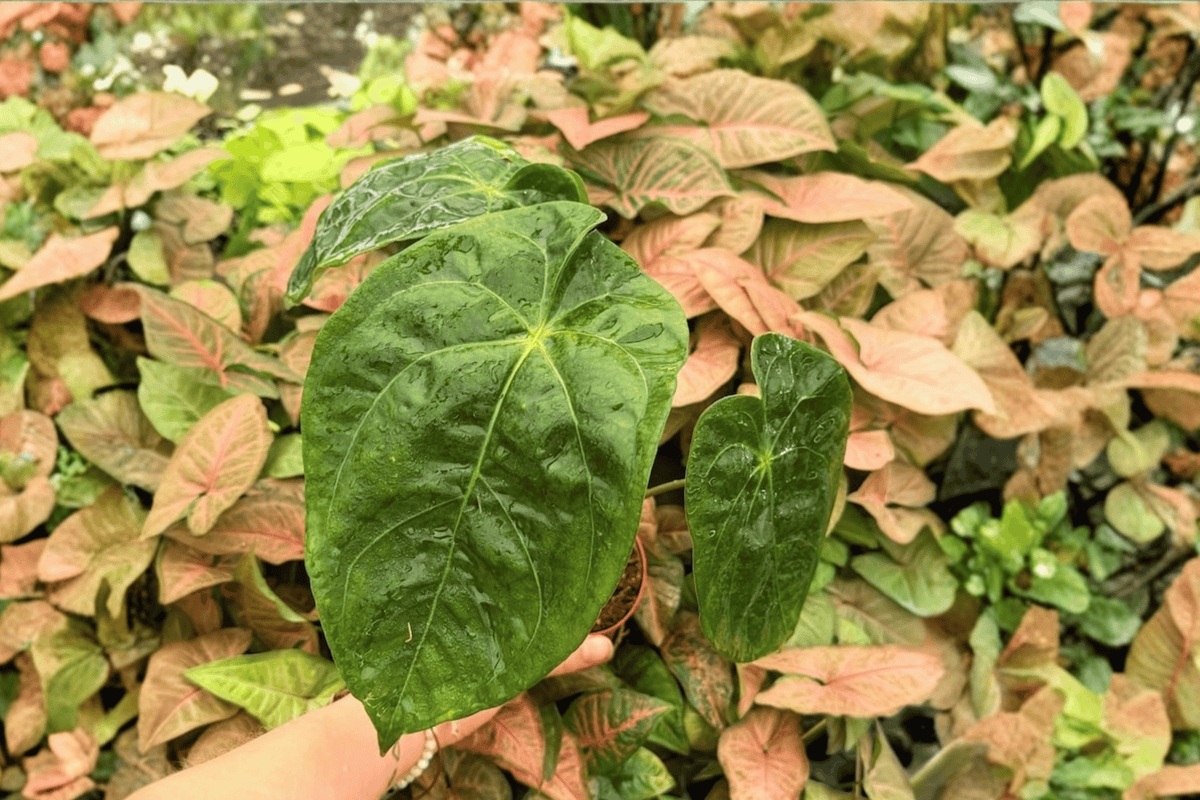 Anthuriu m Papi x Hulk - 2 Live Plants in 4-Inch Pots (Papi × Hulk Hybrid)