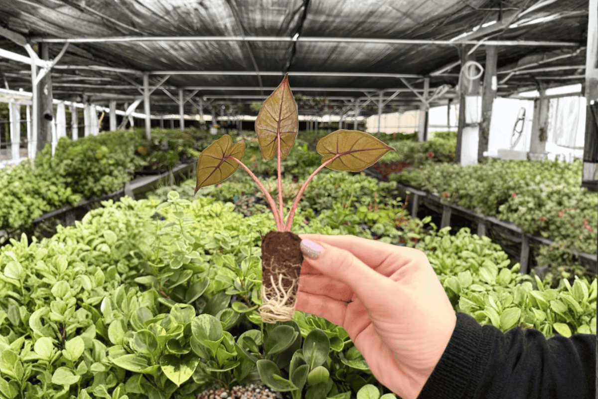 Alocasia Plumbae Metallica Starter Plants (2) - Plug Live Plants