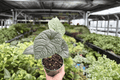 Alocasia Melo 2 Live Plants – 4-Inch Pots, Exact Plants