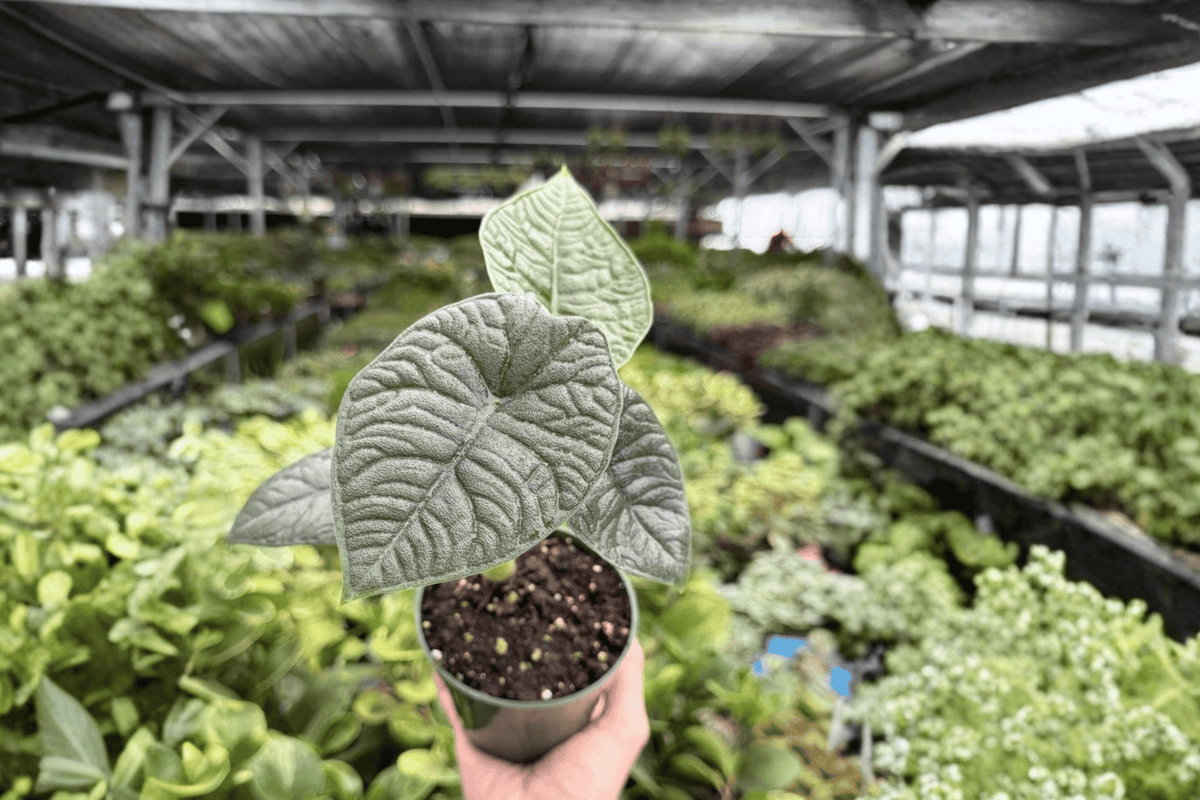 Alocasia Melo 2 Live Plants – 4-Inch Pots, Exact Plants