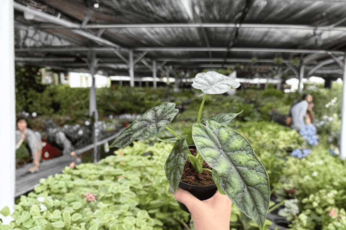 Alocasia Dragon Scale (Alocasia baginda) 2 Live Plants in 4-Inch Pots - Shipped Potted