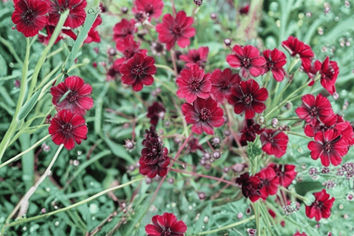 Chocamocha Chocolate Cosmos 1 Live Plant in 4-Inch Pot