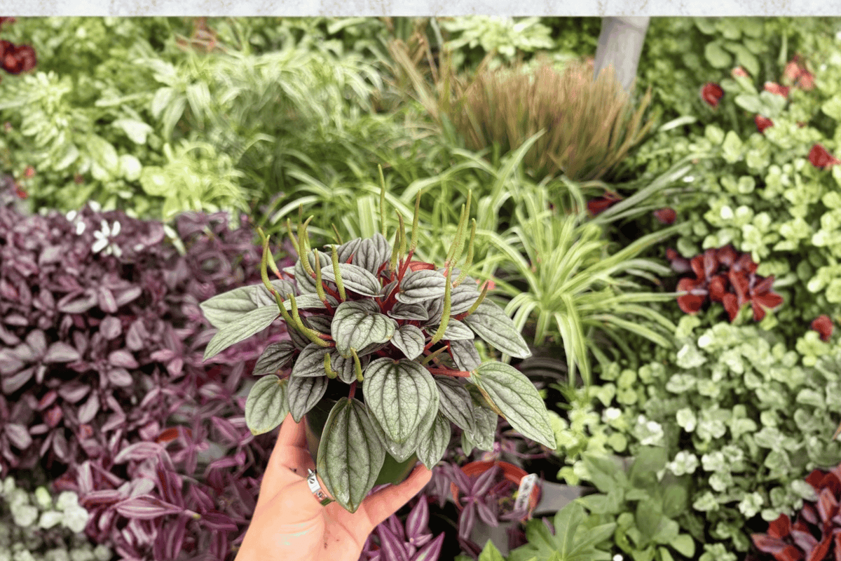 Peperomia Santorini - 2 Live Plants in 4" Pots (Exact Plants Included)