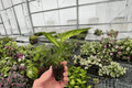 Dieffenbachia Starbright Starter Plants (2) | Dieffenbachia 'Starbright' - Starter Plants