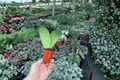 Hoya callistophylla Starter Plants - 2-in Pot, 2-Pack