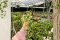 Variegated Dischidia Oiantha - 2 Live Plants in 4-Inch Pots