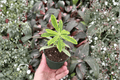 Euphorbia Ascot Rainbow Starter Plants (2-Pack) - Bare Root, 2-Inch Pots