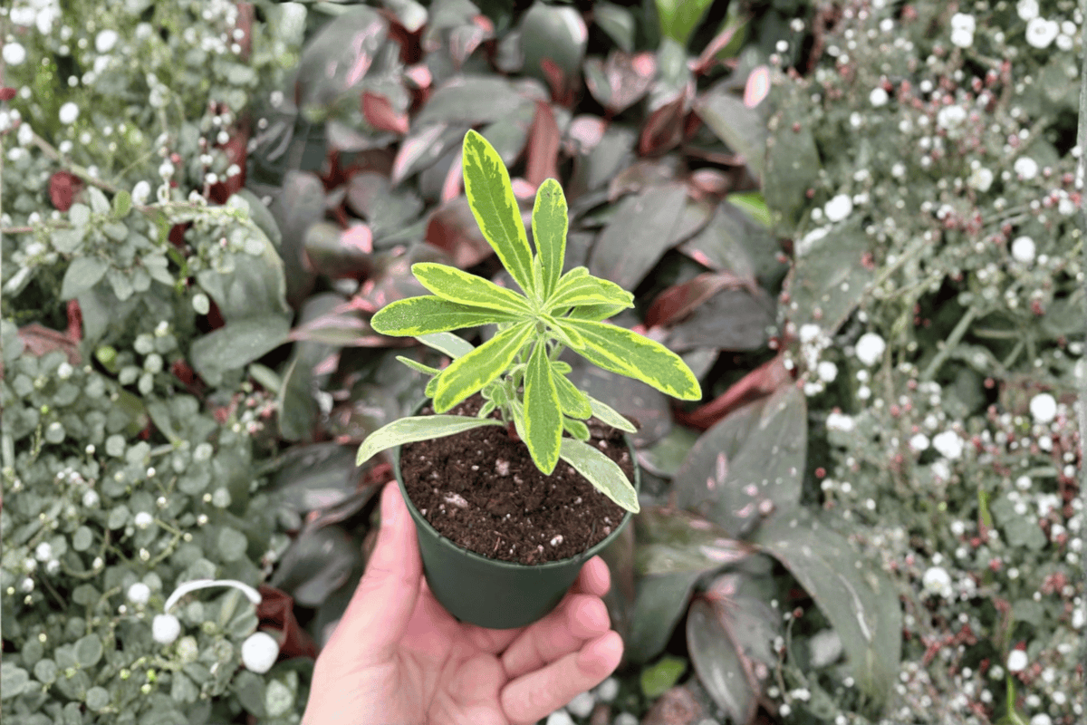 Euphorbia Ascot Rainbow Starter Plants (2-Pack) - Bare Root, 2-Inch Pots