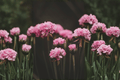 Dreameria Daydream Sea Thrift (Armeria pseudarmeria) - 4-Inch Pot