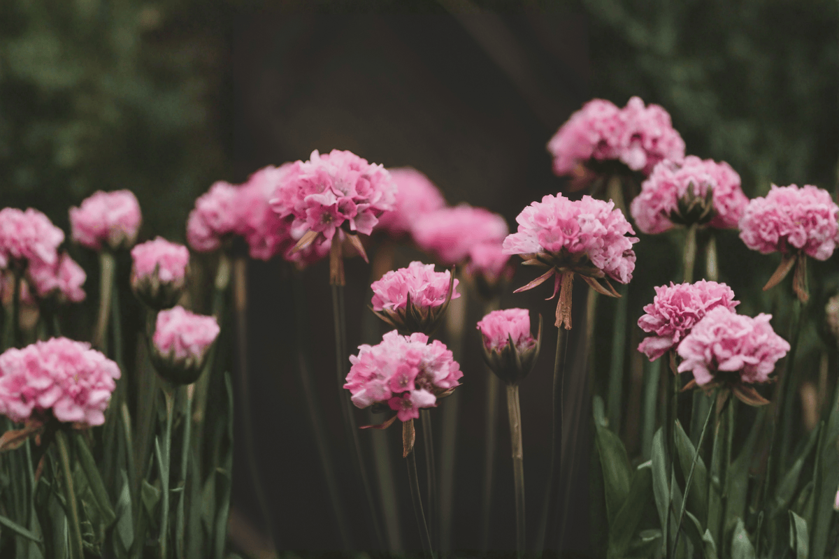 Dreameria Daydream Sea Thrift (Armeria pseudarmeria) - 4-Inch Pot