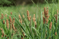 Carex praegracilis 'Chisai' Clustered Field Sedge 4-Inch Live Plant