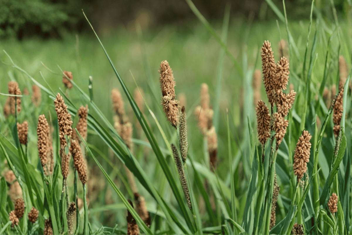 Carex praegracilis 'Chisai' Clustered Field Sedge 4-Inch Live Plant