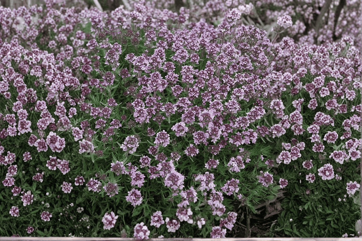Spicy Orange Lemon Thyme Live Plant in 4-Inch Pot | Thymus x citriodorus 'Spicy Orange'