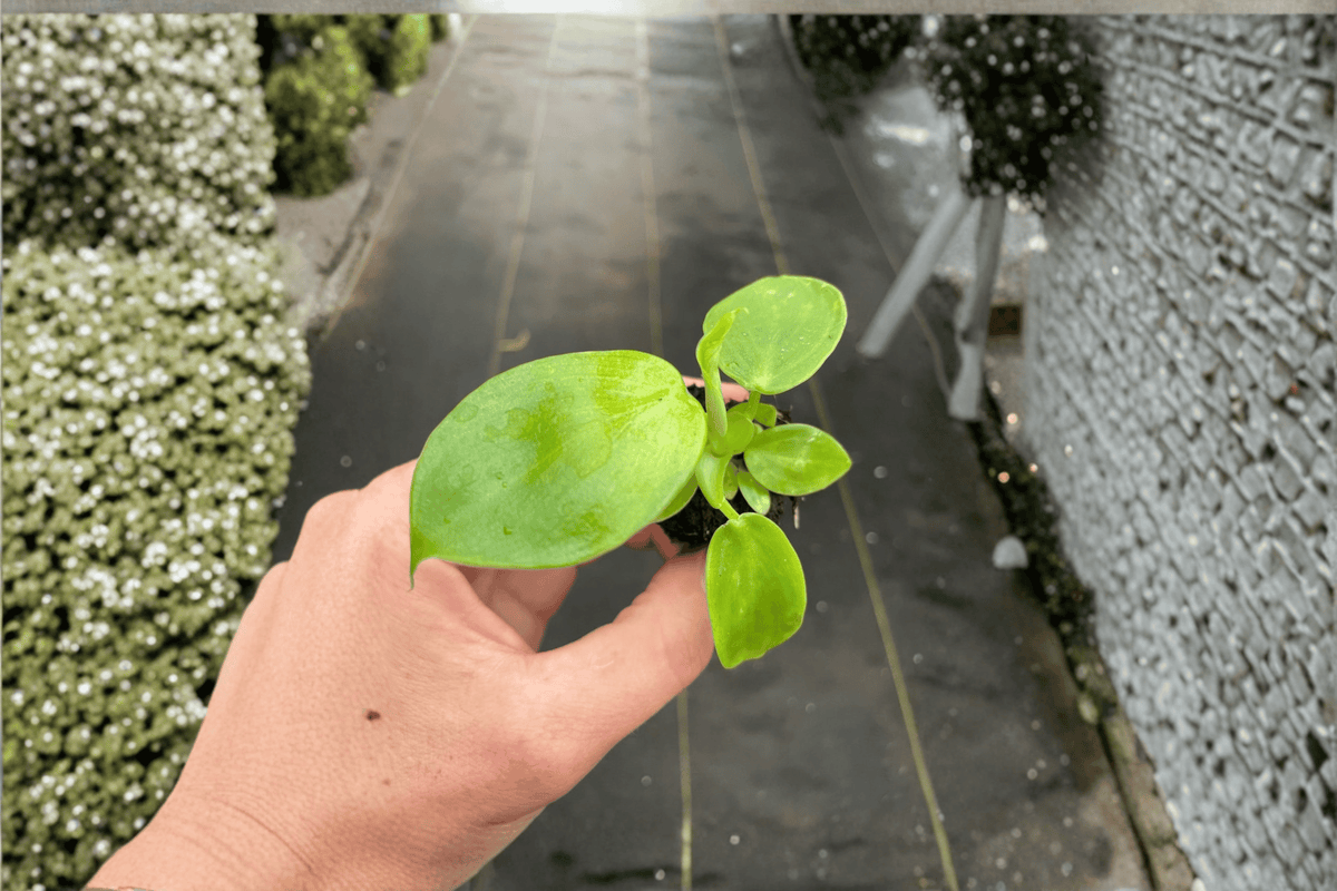 Marbled Philodendron pittieri Starter Plants - 2 Live Plants