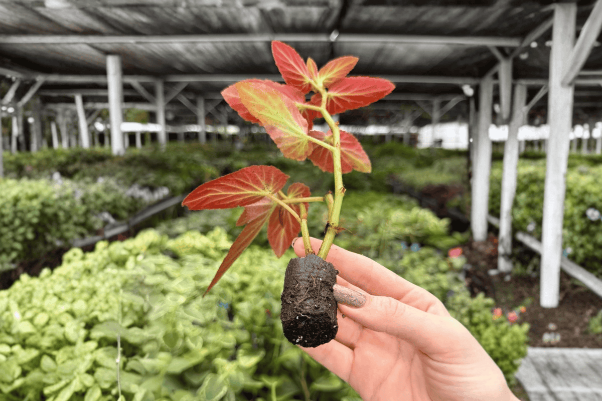 Begonia 'Brazilian Lady' Starter Plants — 2 Exact Live Begonia Brazilian Lady Starter Plants