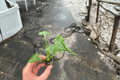 Alocasia Triangularis Starter Plants (2-Pack) Bare Root