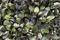 Ajuga reptans 'Bronze Beauty' - Bronze Beauty Carpet Bugle, 4-Inch Pot (Live Plant)