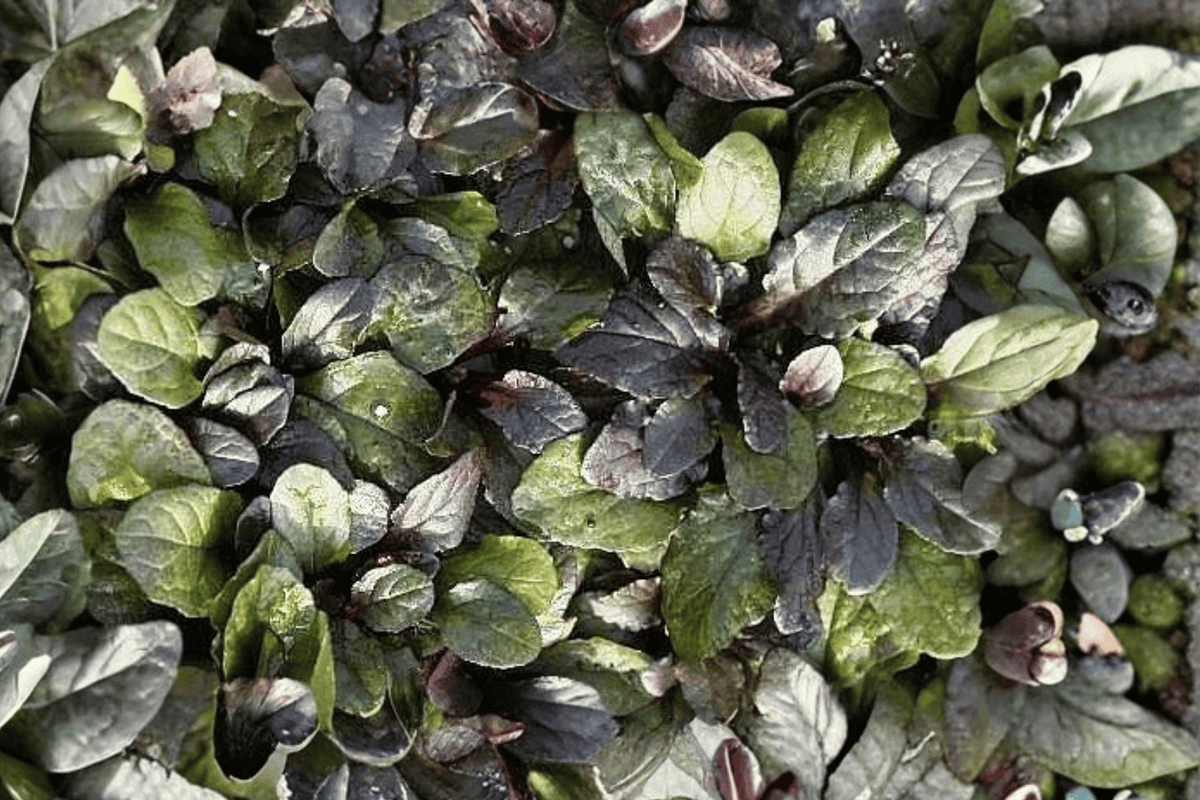 Ajuga reptans 'Bronze Beauty' - Bronze Beauty Carpet Bugle, 4-Inch Pot (Live Plant)