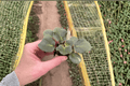 Apache Redcoats African Violet Starter Plants (Streptocarpus ionanthus) - 2 Live Starter Plants
