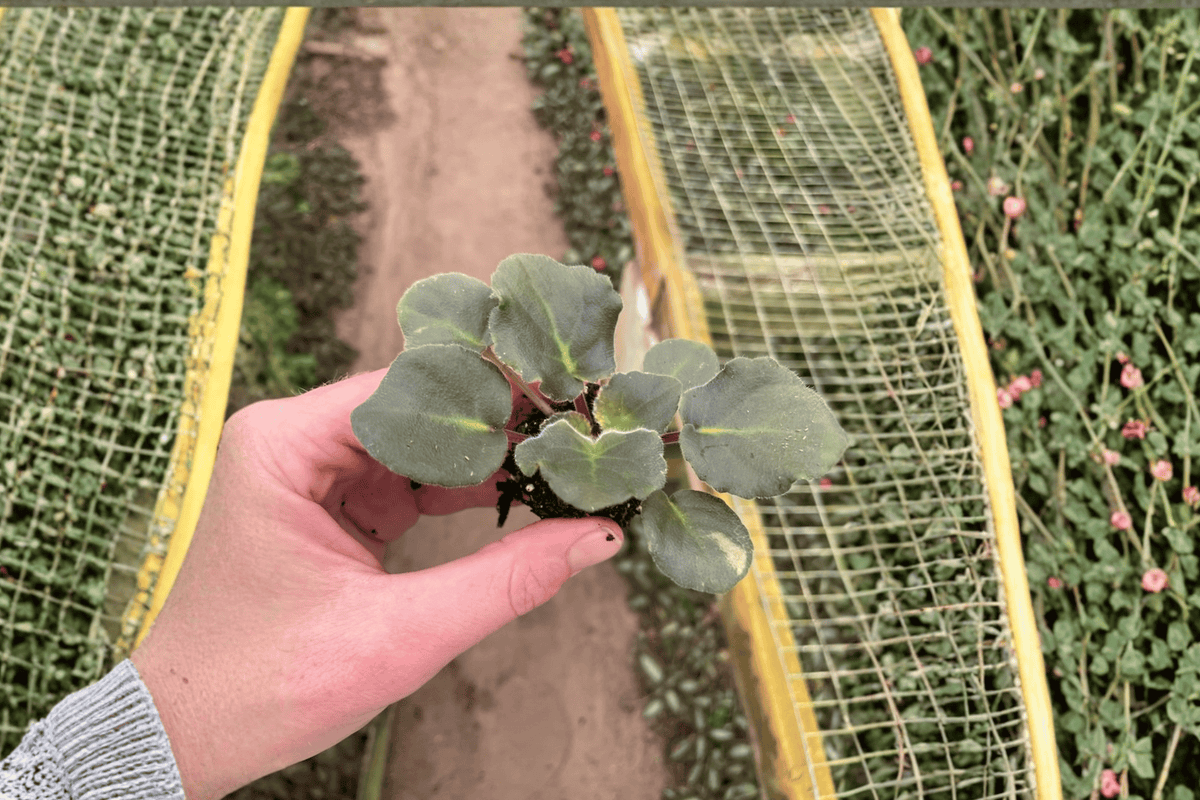 Apache Redcoats African Violet Starter Plants (Streptocarpus ionanthus) - 2 Live Starter Plants
