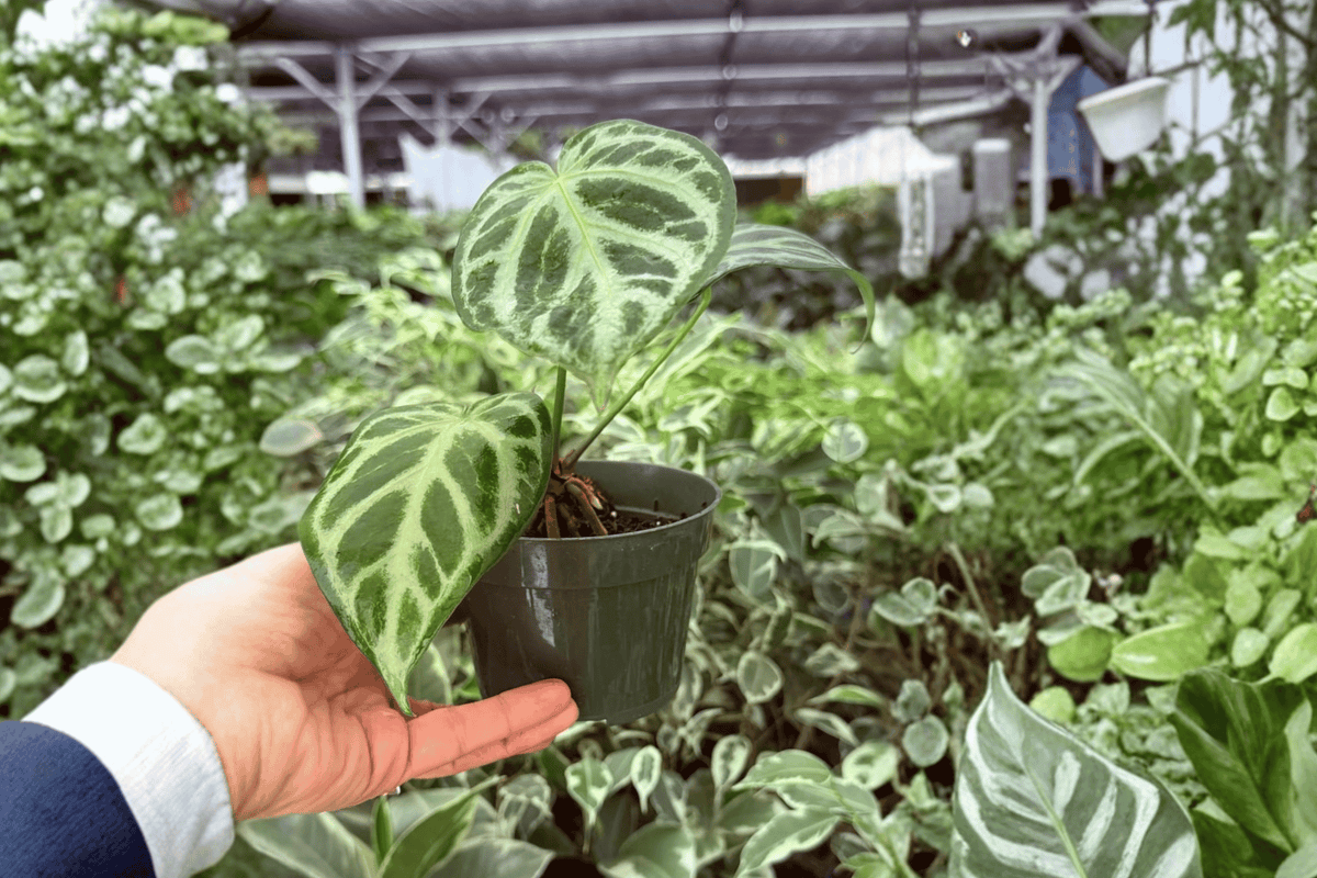 Anthurium Silver Hope x Red Sinus Live Plants (2) in 4-Inch Pots
