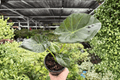 Alocasia Regal Shields (2) Live Plants in 4-Inch Pots - Exact Plants