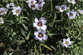 Dwarf Blue-Eyed Grass Nanum - Sisyrinchium bellum 4-Inch Pot (1 Live Plant)