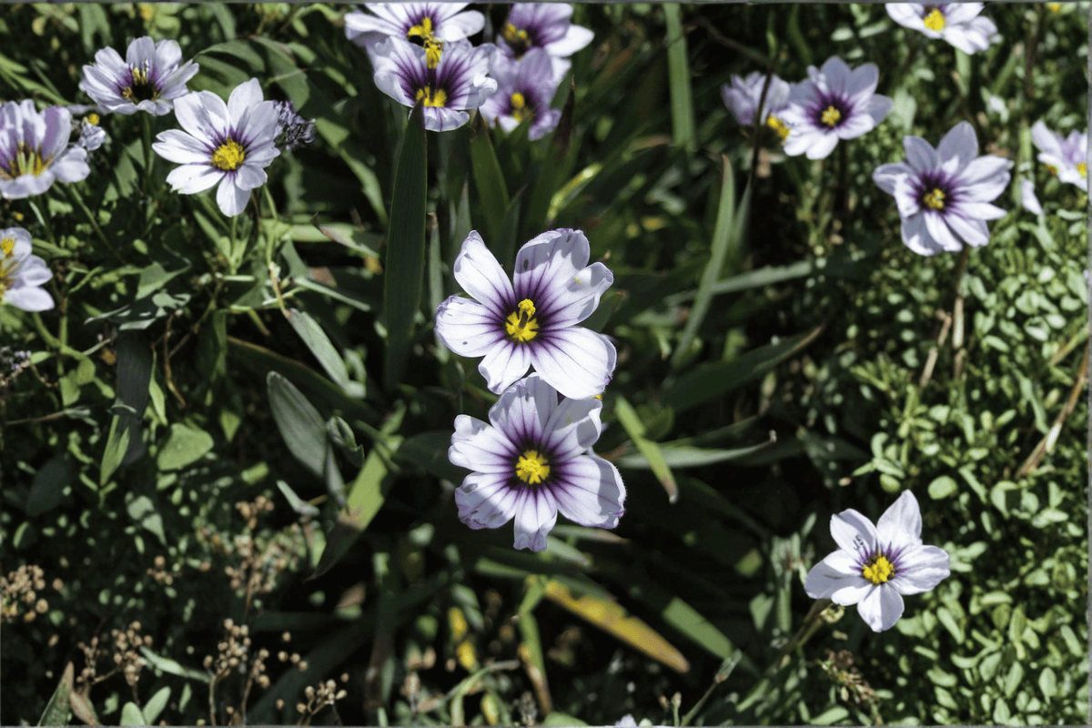 Dwarf Blue-Eyed Grass Nanum - Sisyrinchium bellum 4-Inch Pot (1 Live Plant)